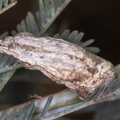 Psychidae (family) IMMATURE (Unidentified case moth or bagworm) at Bruce, ACT - 20 Nov 2024 by kasiaaus