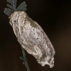 Psychidae (family) IMMATURE at Bruce, ACT - 20 Nov 2024 10:43 AM