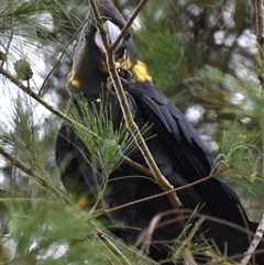 Calyptorhynchus lathami lathami at Wingello, NSW - 24 Jan 2022 by Aussiegall