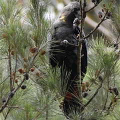 Calyptorhynchus lathami lathami at Wingello, NSW - suppressed