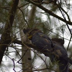 Calyptorhynchus lathami lathami at Wingello, NSW - suppressed