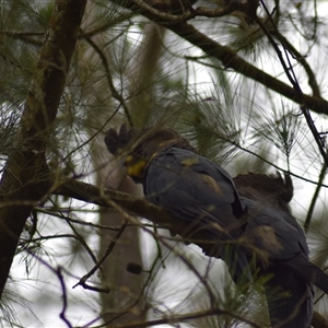 Calyptorhynchus lathami lathami at Wingello, NSW - 25 Jan 2022