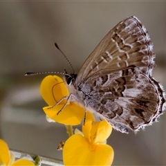 Neolucia agricola (Fringed Heath-blue) at Bungonia, NSW - 17 Nov 2024 by KorinneM