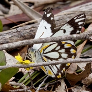 Belenois java (Caper White) at Bungonia, NSW by KorinneM