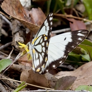 Belenois java at Bungonia, NSW - 17 Nov 2024 11:57 AM