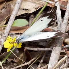 Belenois java at Bungonia, NSW - 17 Nov 2024 11:57 AM