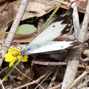 Belenois java at Bungonia, NSW - 17 Nov 2024 11:57 AM