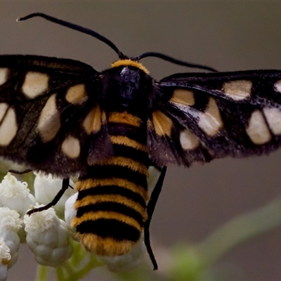 Amata (genus) at Bungonia, NSW - 17 Nov 2024 by KorinneM