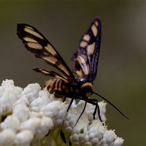 Amata (genus) at Bungonia, NSW - 17 Nov 2024