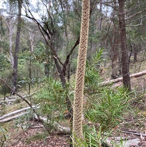 Xanthorrhoea concava at Coolagolite, NSW - suppressed