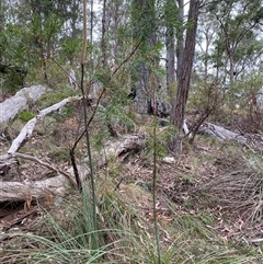 Xanthorrhoea concava at Coolagolite, NSW - suppressed