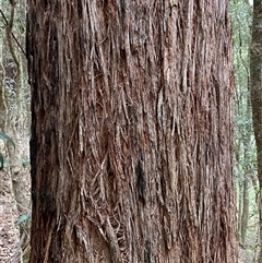 Eucalyptus globoidea (White Stringybark) at Coolagolite, NSW - 6 Nov 2024 by timharmony