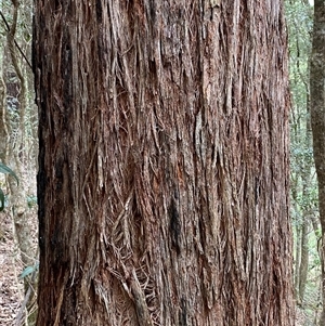 Eucalyptus globoidea at Coolagolite, NSW - 6 Nov 2024 03:56 PM