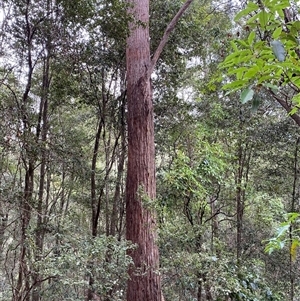 Eucalyptus globoidea at Coolagolite, NSW - 6 Nov 2024 03:56 PM