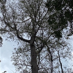 Eucalyptus globoidea at Coolagolite, NSW - 6 Nov 2024 03:56 PM