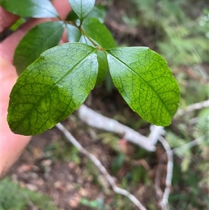 Aphanopetalum resinosum at Coolagolite, NSW - 6 Nov 2024 04:15 PM