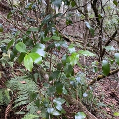 Aphanopetalum resinosum at Coolagolite, NSW - 6 Nov 2024