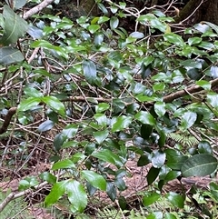 Aphanopetalum resinosum at Coolagolite, NSW - 6 Nov 2024