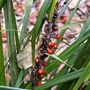 Gahnia aspera (Red-berried Saw-sedge) at Coolagolite, NSW by timharmony