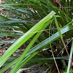 Gahnia aspera at Coolagolite, NSW - 6 Nov 2024