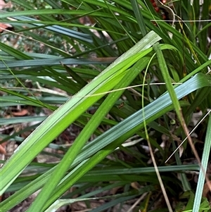 Gahnia aspera at Coolagolite, NSW - 6 Nov 2024 04:18 PM