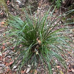 Gahnia aspera at Coolagolite, NSW - 6 Nov 2024 04:18 PM