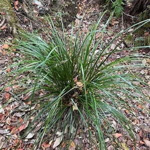 Gahnia aspera at Coolagolite, NSW - 6 Nov 2024