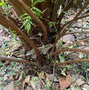 Cyathea australis subsp. australis at Coolagolite, NSW - suppressed