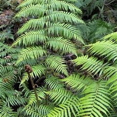 Cyathea australis subsp. australis at Coolagolite, NSW - suppressed