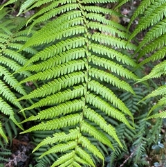 Cyathea australis subsp. australis at Coolagolite, NSW - suppressed