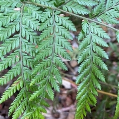 Cyathea australis subsp. australis at Coolagolite, NSW - suppressed