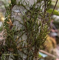 Unidentified Moss, Liverwort or Hornwort at Coolagolite, NSW - 6 Nov 2024 by timharmony