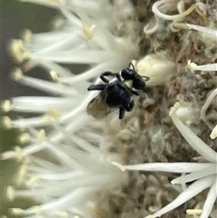 Tetragonula carbonaria at Dunbogan, NSW - 9 Nov 2024 by Nette