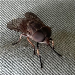 Unidentified True fly (Diptera) at Dunbogan, NSW - 9 Nov 2024 by Nette