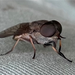 Tabanidae (family) at Dunbogan, NSW - 9 Nov 2024 11:08 AM