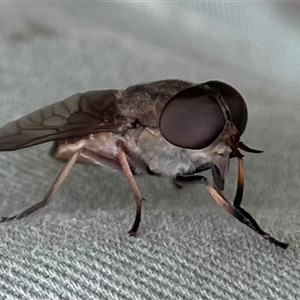 Tabanidae (family) at Dunbogan, NSW - 9 Nov 2024