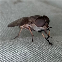 Tabanidae (family) at Dunbogan, NSW - 9 Nov 2024