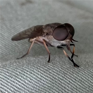 Tabanidae (family) at Dunbogan, NSW - 9 Nov 2024