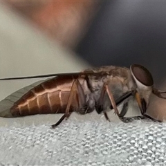 Tabanidae (family) at Dunbogan, NSW - 9 Nov 2024