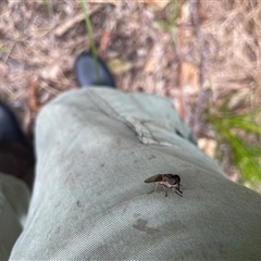 Tabanidae (family) at Dunbogan, NSW - 9 Nov 2024 11:08 AM