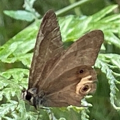 Hypocysta metirius at Dunbogan, NSW - 9 Nov 2024 by Nette