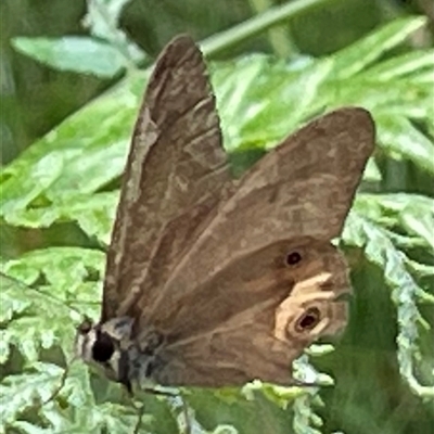 Hypocysta metirius at Dunbogan, NSW - 9 Nov 2024 by Nette