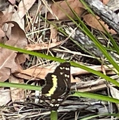 Unidentified Moth (Lepidoptera) at Dunbogan, NSW - 9 Nov 2024 by Nette