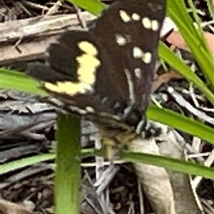Cruria synopla at Dunbogan, NSW - 9 Nov 2024 11:06 AM