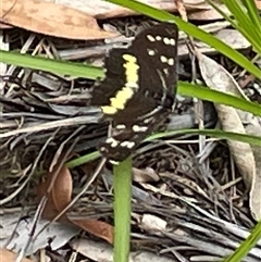 Cruria synopla at Dunbogan, NSW - 9 Nov 2024 11:06 AM