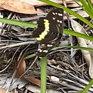 Cruria synopla at Dunbogan, NSW - 9 Nov 2024 11:06 AM