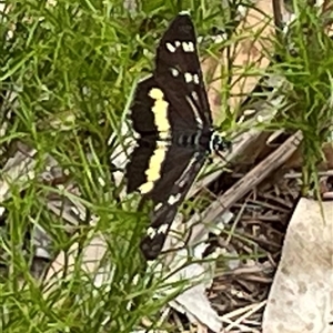 Cruria synopla at Dunbogan, NSW - 9 Nov 2024 11:06 AM