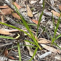 Cruria synopla at Dunbogan, NSW - 9 Nov 2024 11:06 AM