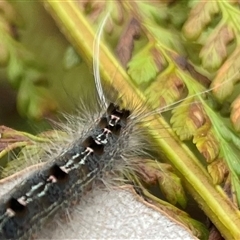 Lepidoptera unclassified IMMATURE (caterpillar or pupa or cocoon) at Dunbogan, NSW - 9 Nov 2024 by Nette