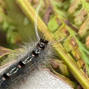 Lepidoptera unclassified IMMATURE moth at Dunbogan, NSW - 9 Nov 2024